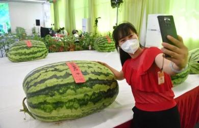 上海免费吃瓜群众,免费吃瓜群众,共享城市夏日清凉盛宴 第2张 上海免费吃瓜群众,免费吃瓜群众,共享城市夏日清凉盛宴 第2张